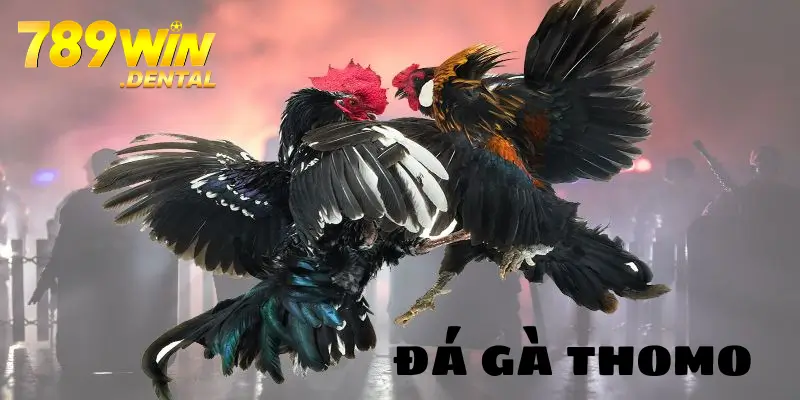 Đá Gà Thomo - Thông Tin Về Bộ Môn Giải Trí Hấp Dẫn 2025